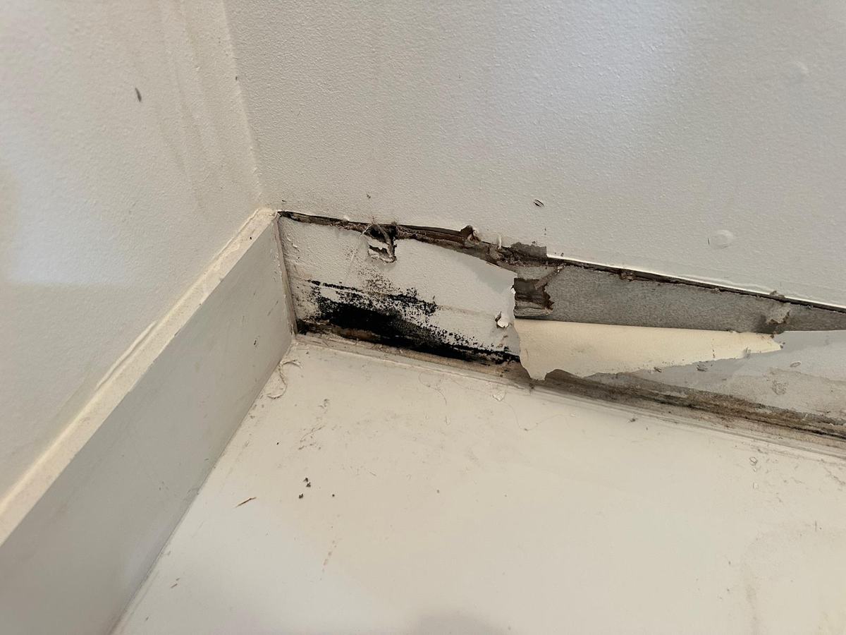 Black mold behind the baseboard after a leak