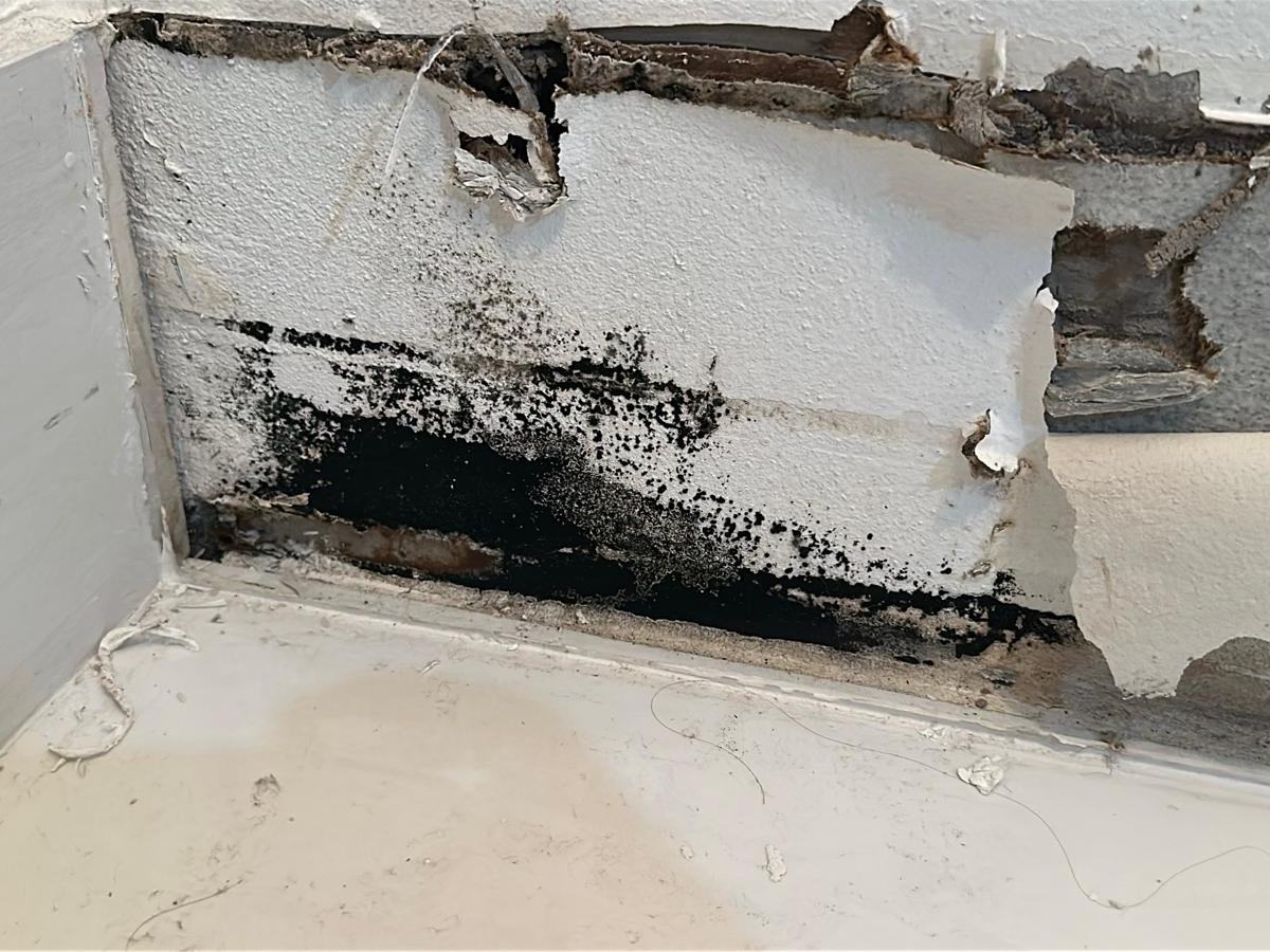 Water-damaged drywall: growth inside the wall