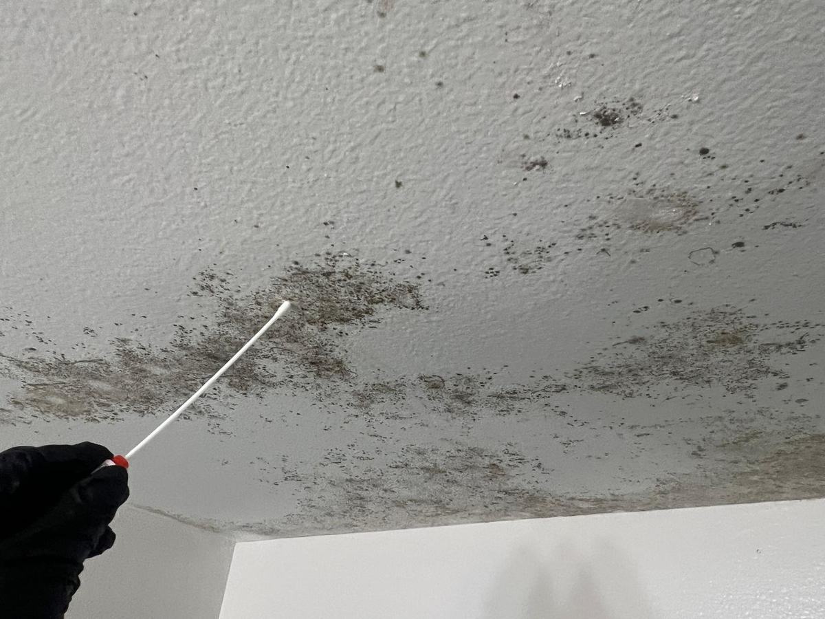 Swab sample of ceiling growth